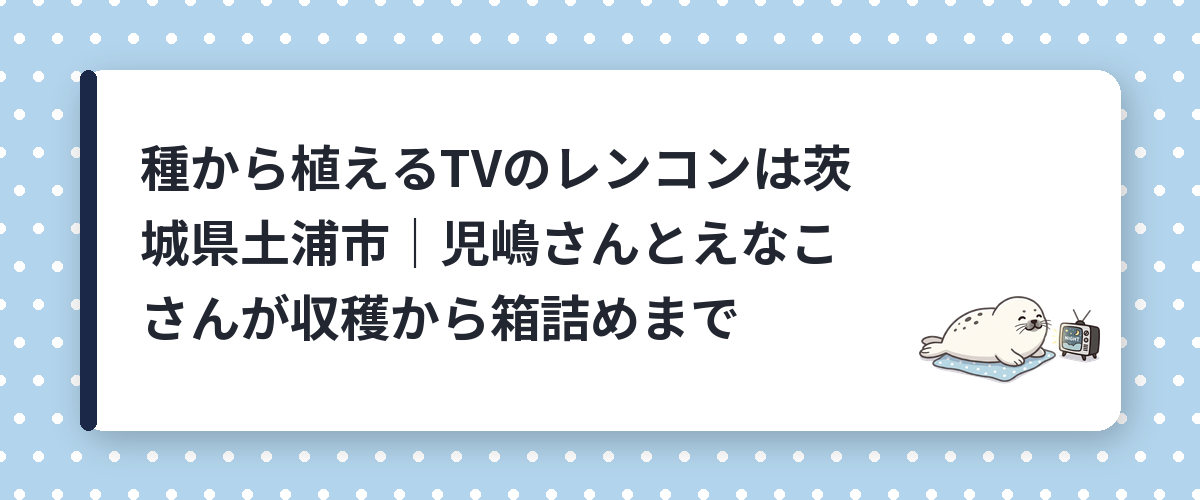 種から植えるTVのレンコンは茨城県土浦市|児嶋さんとえなこさんが収穫から箱詰めまで